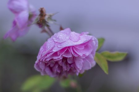 Rosa Inglesa bajo la lluvia