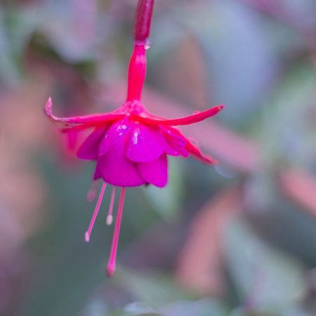 Fuchsia hybrida rosa